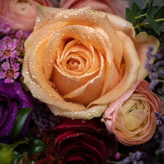 Choosing Roses for Weddings