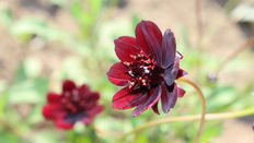 Why British-Grown Flowers are the True Stars of Summer