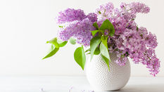Scented Spring