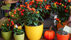 Autumn Plants for Quick Sales