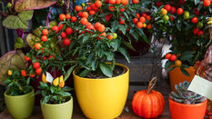 Autumn Plants for Quick Sales