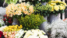 Dealing with the Heat: Conditioning Flowers
