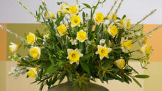 Delightful Daffodils - Fragrant Narcissus featuring Floristry Tips from Su Whale