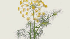 Herbs, this Season’s ‘Must Have’ Featuring Floristry Tips From Su Whale