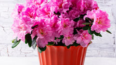 British Grown: Spring