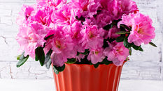 British Grown: Spring