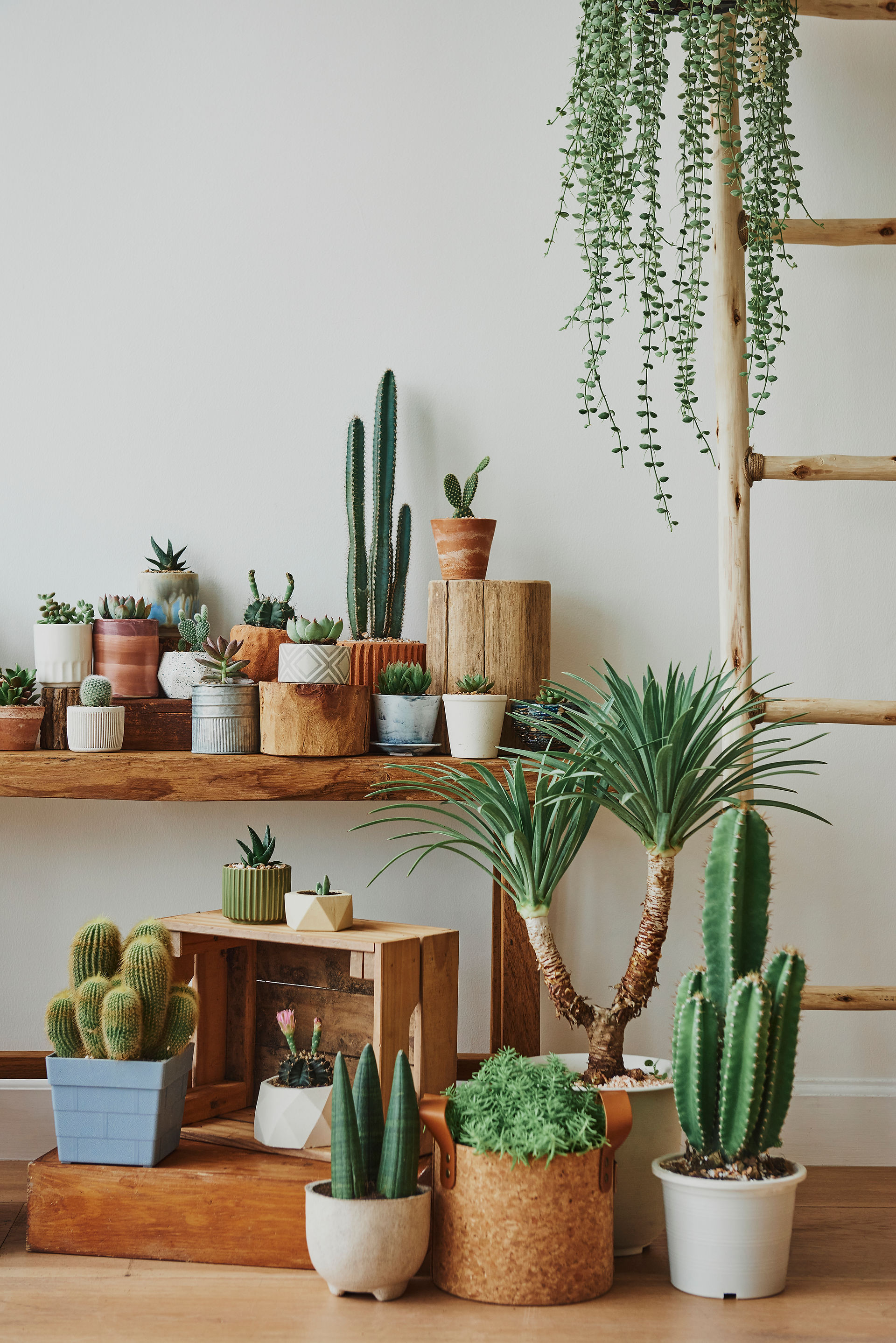 cacti on tables