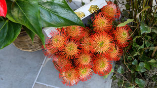 Firework Flowers