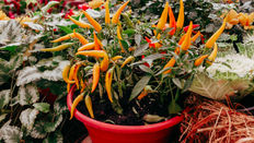 Father’s Day Plants