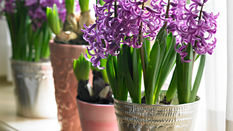 Handsome Hyacinths featuring Floristry Tips from Su Whale