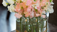 Seasonal Flower of the Month: Sweet Peas