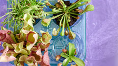 Carnivorous Plants