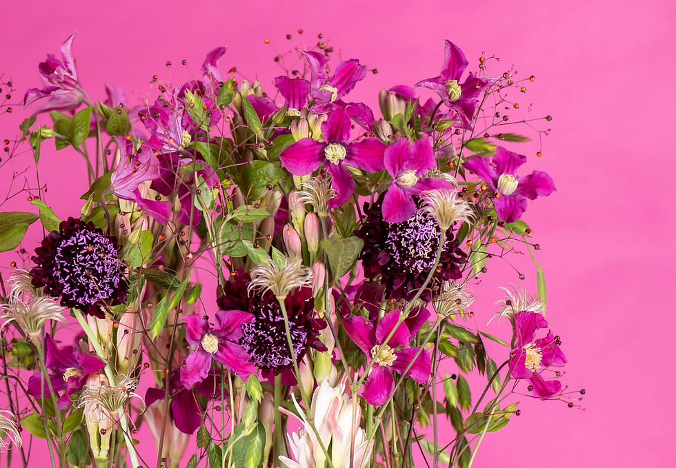 flowers on a pink background