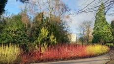 Striking Stems - Using Cornus