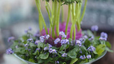 Seasonal Favourite: Forget-me-not
