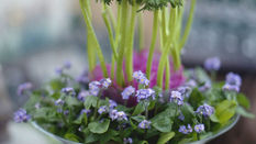 Seasonal Favourite: Forget-me-not