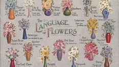 The Language of Flowers at Valentine's
