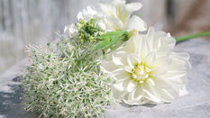 Seasonal Flower of the Month: Awesome Alliums