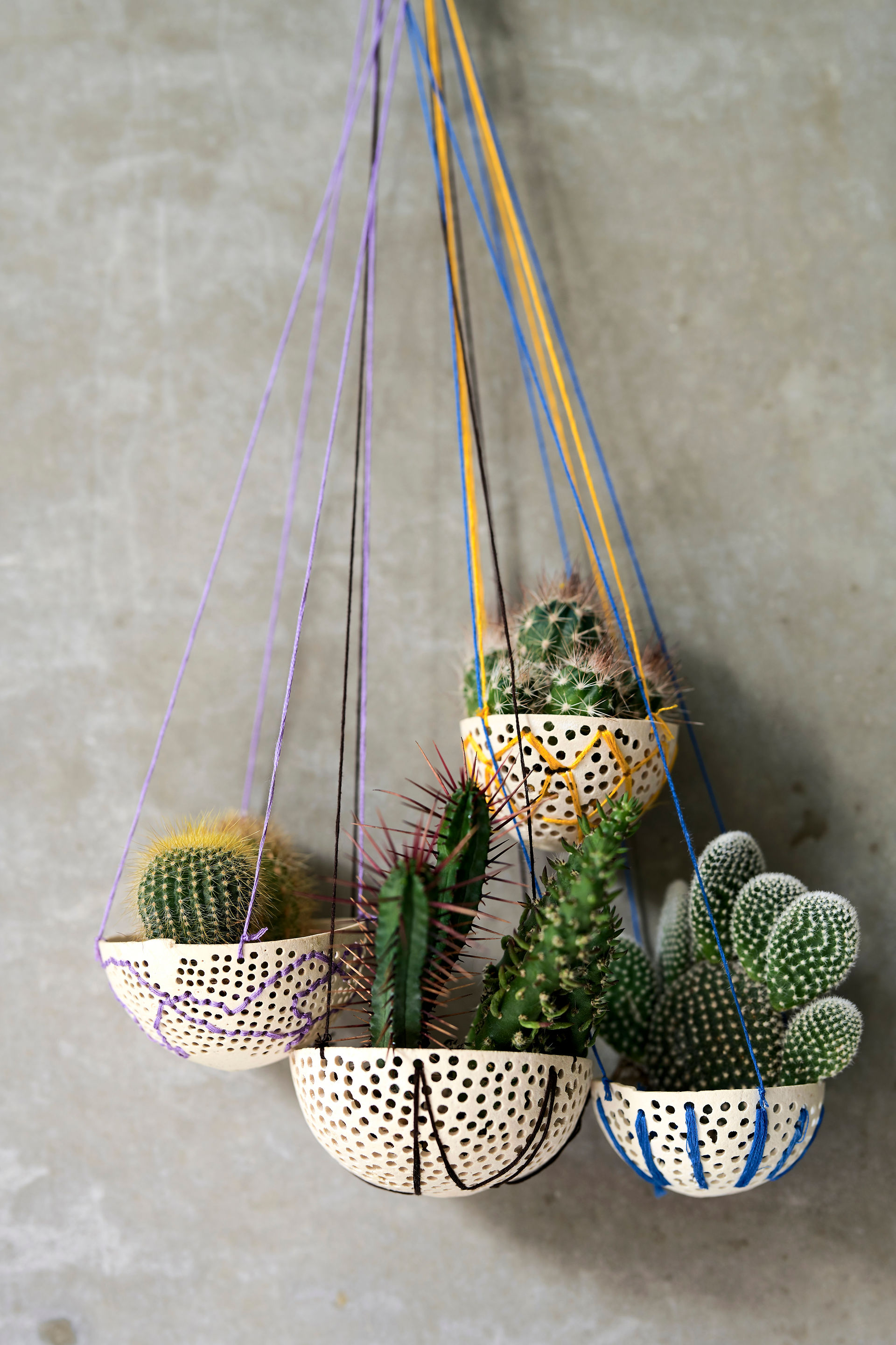 hanging cacti