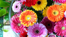 Flowers for Summer Parties and Picnics