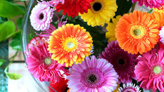 Flowers for Summer Parties and Picnics