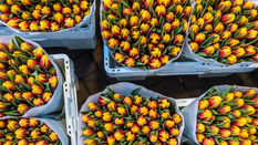 Spring Flower Care Tips for Longer Lasting Blooms