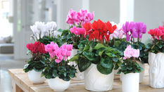 Cyclamen: More Than Just a Houseplant? featuring Floristry Tips from Su Whale