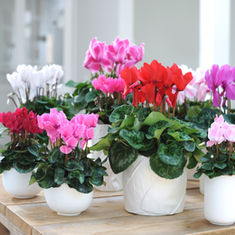 Cyclamen: More Than Just a Houseplant? featuring Floristry Tips from Su Whale