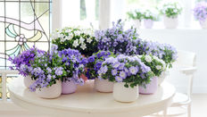 Choosing Houseplants for Easter