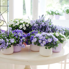 Choosing Houseplants for Easter