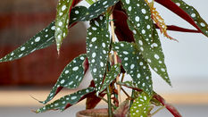 Polka Dot Begonia