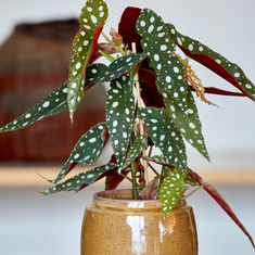 Polka Dot Begonia 