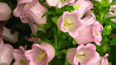 Campanula 