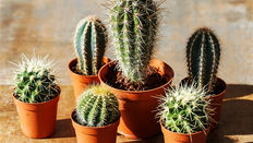 Let Loose with Scissors: Lovely weather for…Cacti?