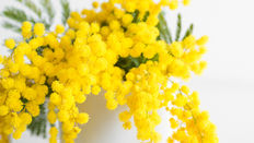 International Women’s Day - Marvellous Mimosa
