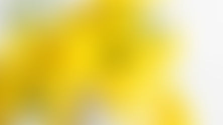 International Women’s Day - Marvellous Mimosa