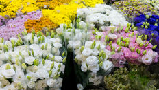 Why Flowers Wilt Faster in Warm Weather - Tips to Slow This Process Down