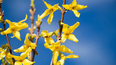 Fabulous Forsythia