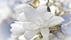 Magnificent Magnolias