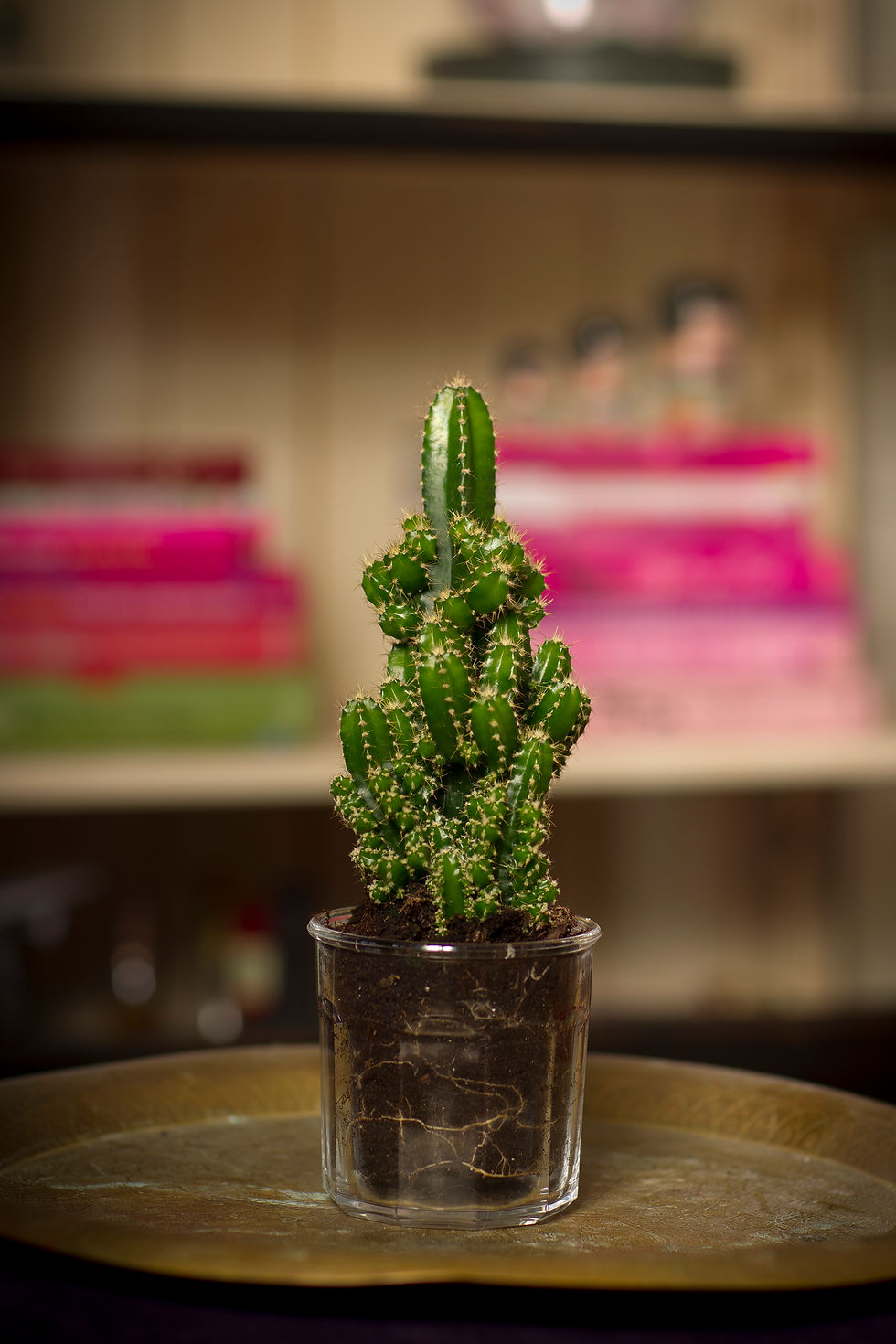 cacti in glass vase