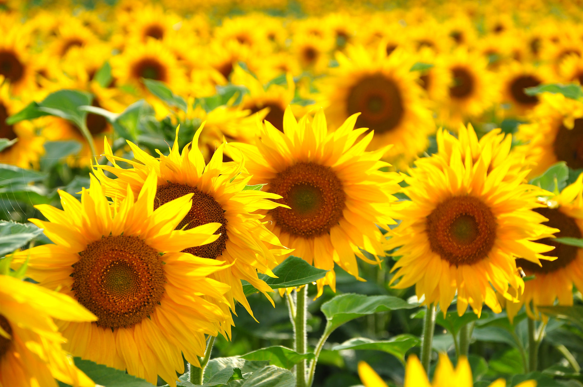 Sunflowers in field