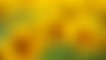 Glorious Sunflowers with Floristry Tips from Su Whale