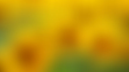 Glorious Sunflowers with Floristry Tips from Su Whale