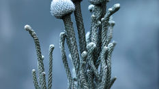 Seasonal Foliage: Silver, Nature’s Way.