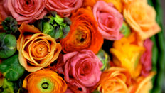 Ravishing Ranunculus featuring Floristry Tips from Su Whale