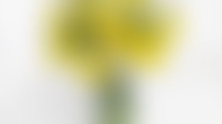 Flower of the Month: March