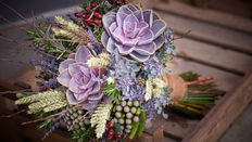 Autumn Favourite: Echeveria