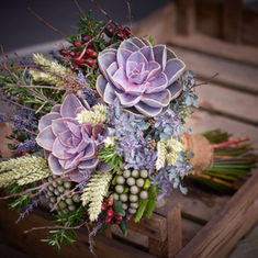 Autumn Favourite: Echeveria