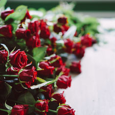 Conditioning Roses featuring Floristry Tips from Su Whale