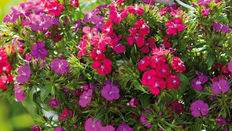 Let Loose with Scissors: Sweet, sweet Williams